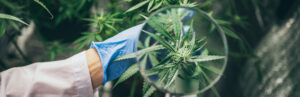 CBD KAUFEN jetzt - CBD Blüten kaufen