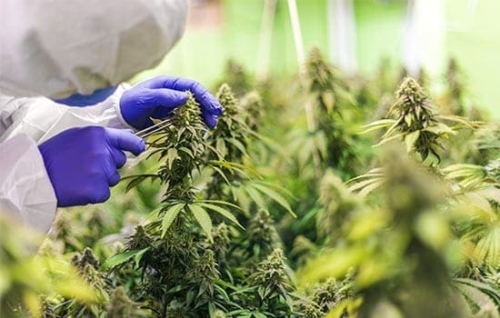 cbd-blueten kaufen