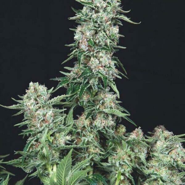 Trikoma Seeds American Cookies