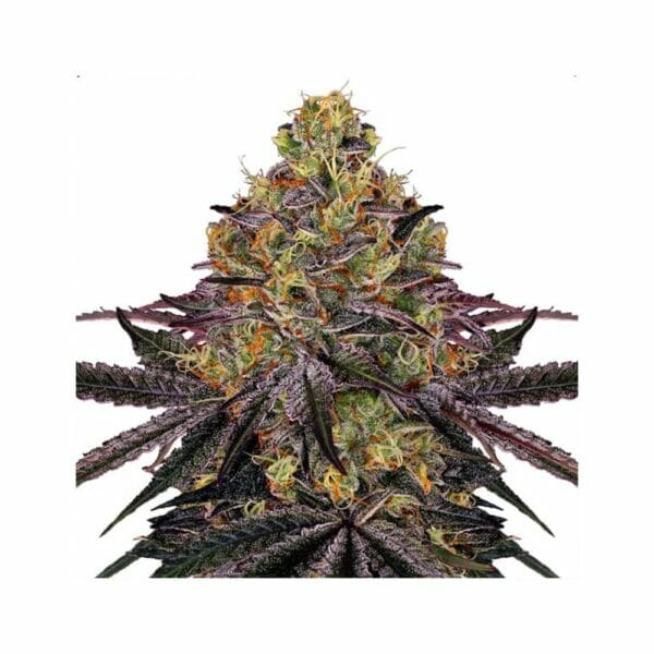 Watermelon Zkittlez Seeds 5 fem