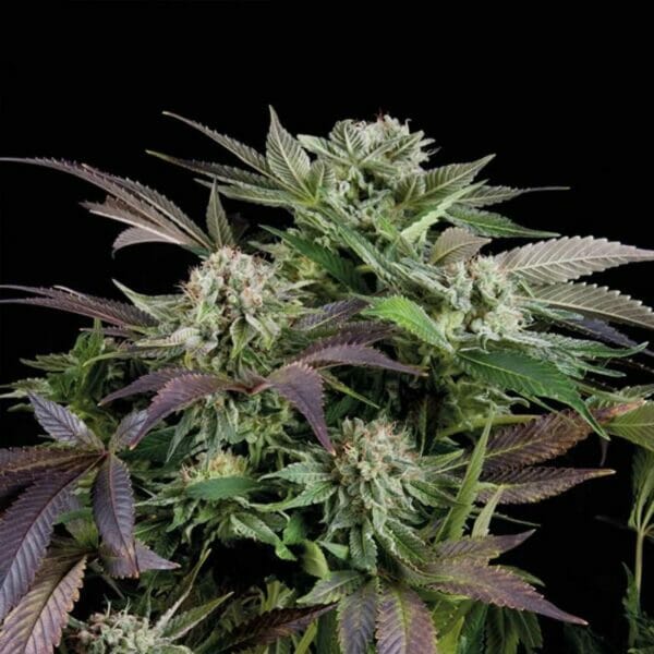 Blueberry Cannabis Strain