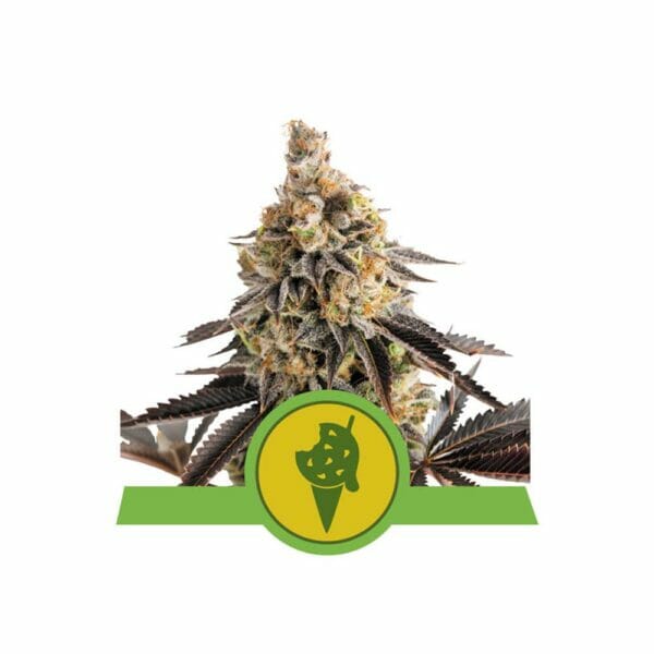 Automatic Cookies Gelato