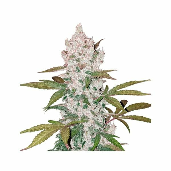 Fast Buds Girl Scout Cookies Cannabis Seeds