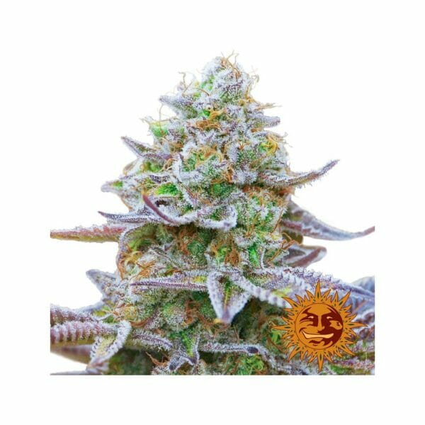 GORILLA ZKITTLEZ Barney's Farm i
