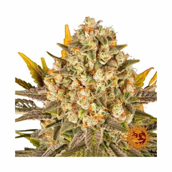 Banana Punch Seeds samen