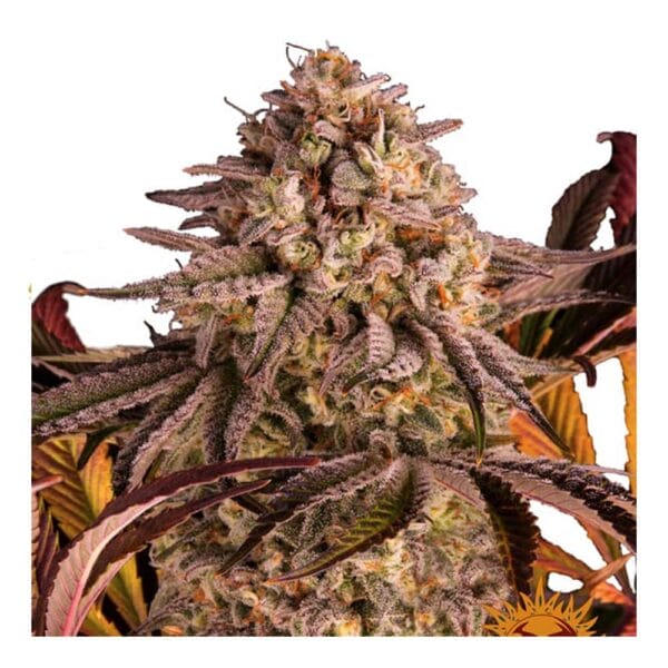 Cali Seeds Genetik Weed