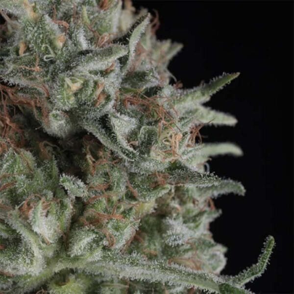 Critical+