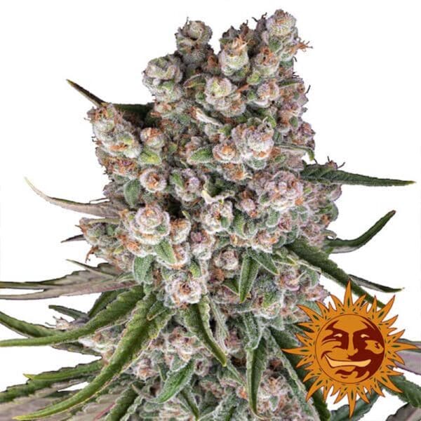 Hanf Samen GMO