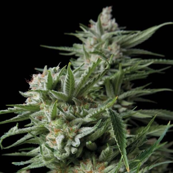 Hanf Samen Sweet Madness