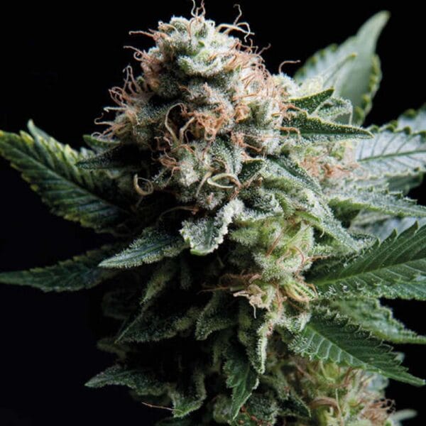 Trikoma Seeds White WIDOW Hanf Samen