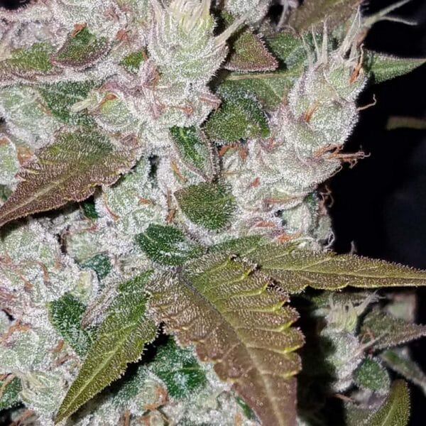 GSC Seeds Samen