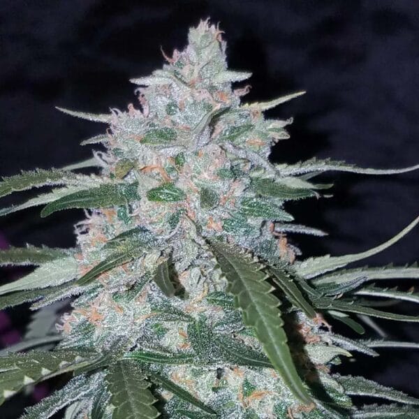 Pineapple Express Hanf Samen