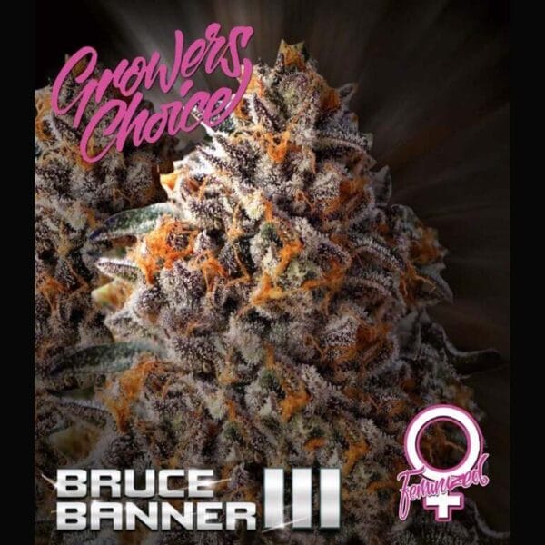 Bruce Banner Hanfsamen