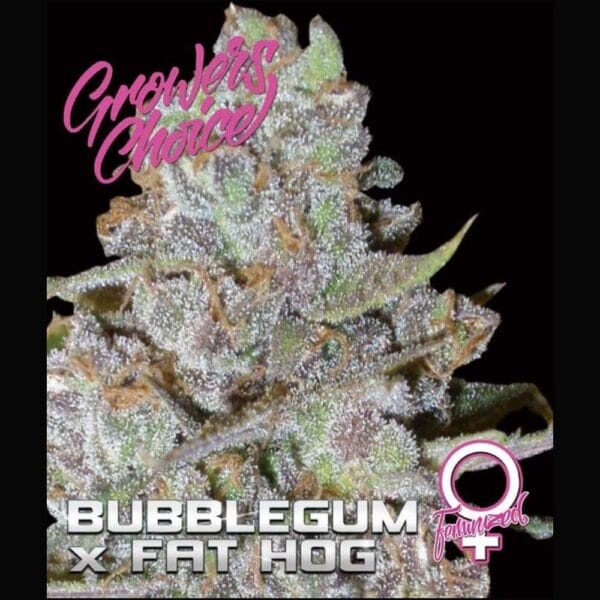 Growers Choice - Bubblegum x FatHog (Feminisiert) Hanf Samen