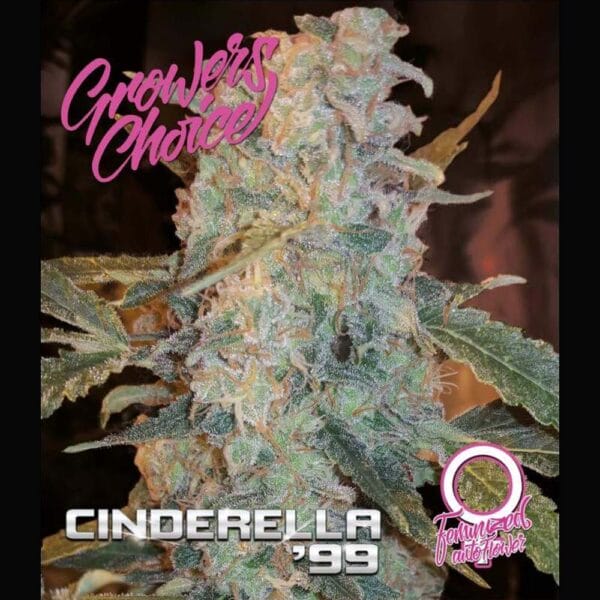 Hanf Samen Cinderella 99
