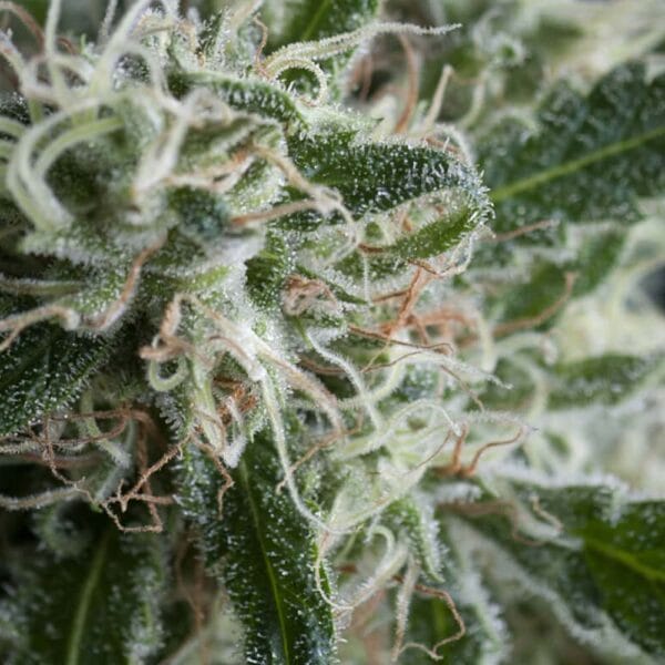 Hanf Samen Jack Herer