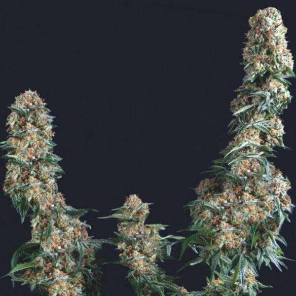 Hanf Samen Gorilla Glue