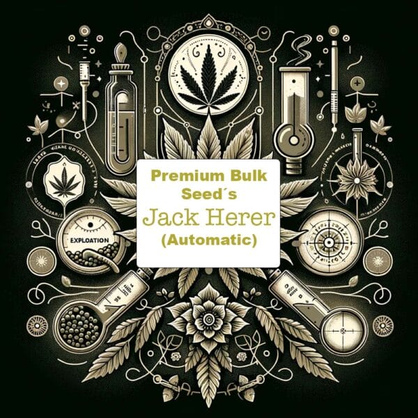 Jack Herer feminisiert, autoflowering THC Samen Bulk
