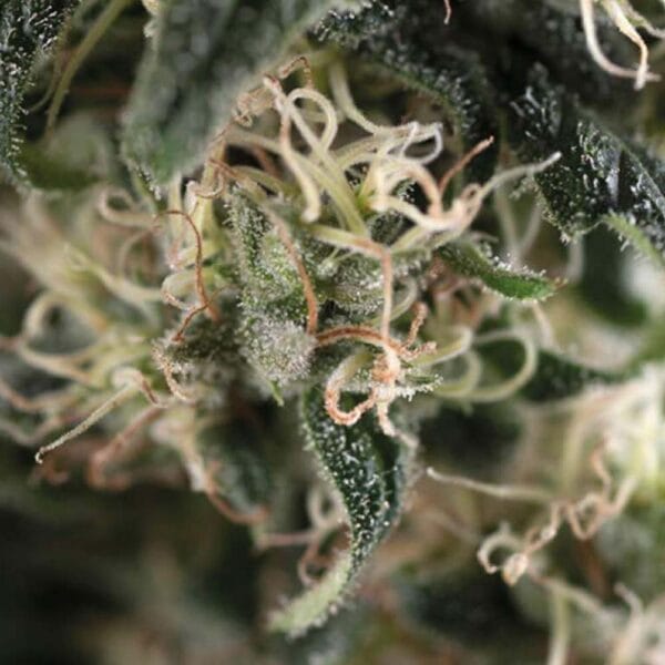 Cheese Hemp Seeds
